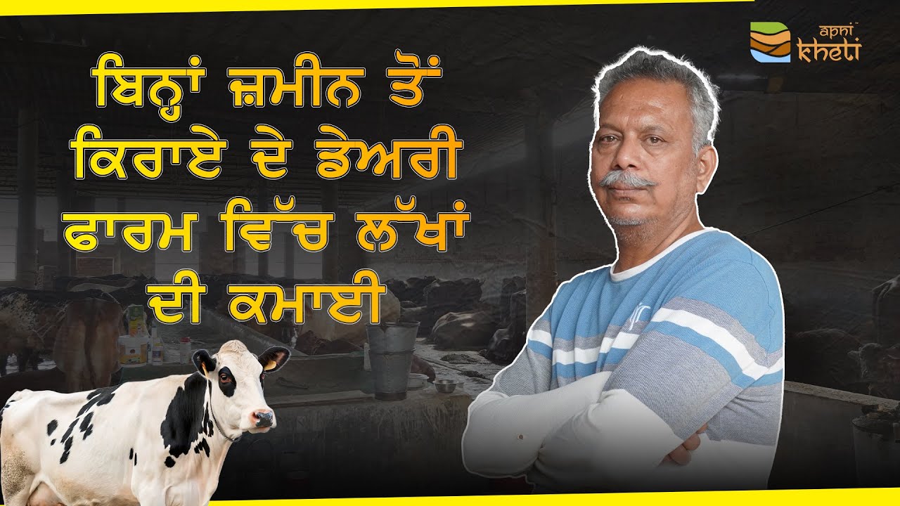 ਕਿਰਾਏ ਦੇ ਸ਼ੈੱਡ ’ਚ ਡੇਅਰੀ , ਹਰ ਮਹੀਨੇ ਵਧੀਆ ਪੱਕੀ ਆਮਦਨ I  Strong income through Dairy farming