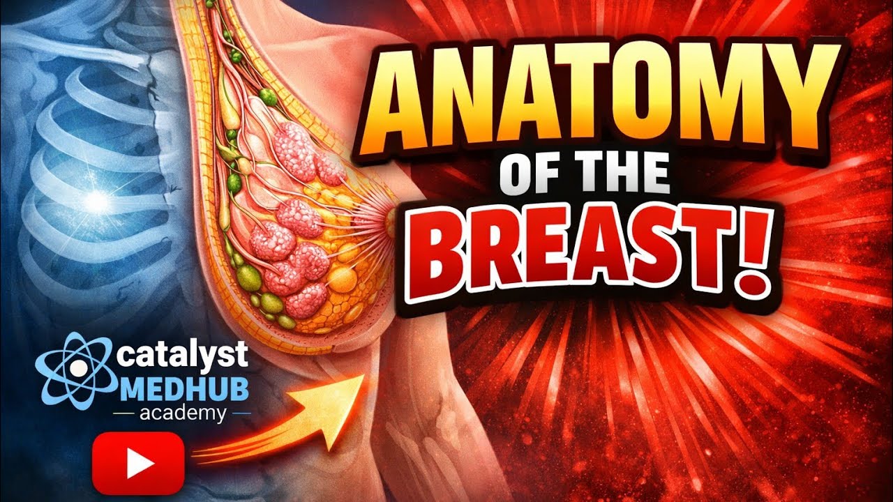 Anatomy of the Breast Explained Simply | Arteries, Veins, Lymphatic Drainage & Clinical Notes. 