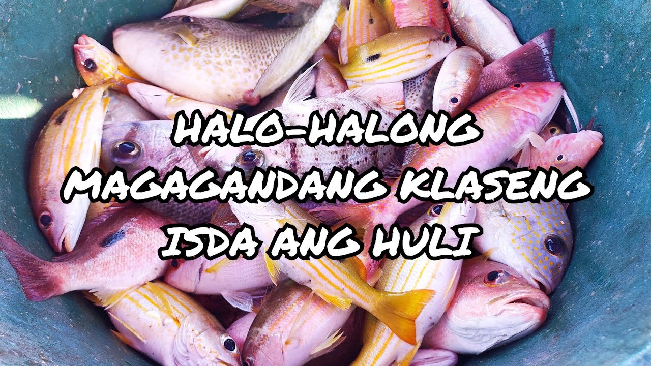 Vlog 039- Bobo Fish Trap na walang pain / Episode 1/ First 10 Traps