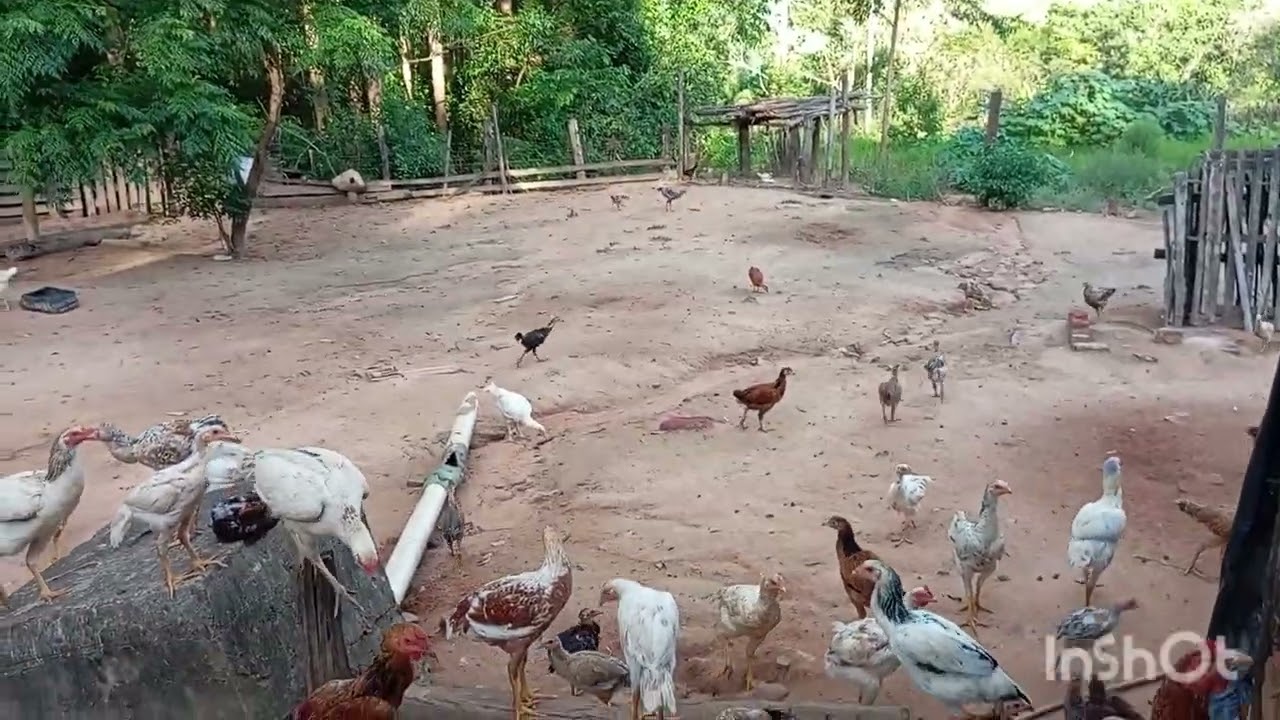 Cuidando das galinhas