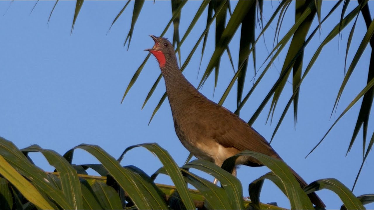 White-bellied Chachalaca call