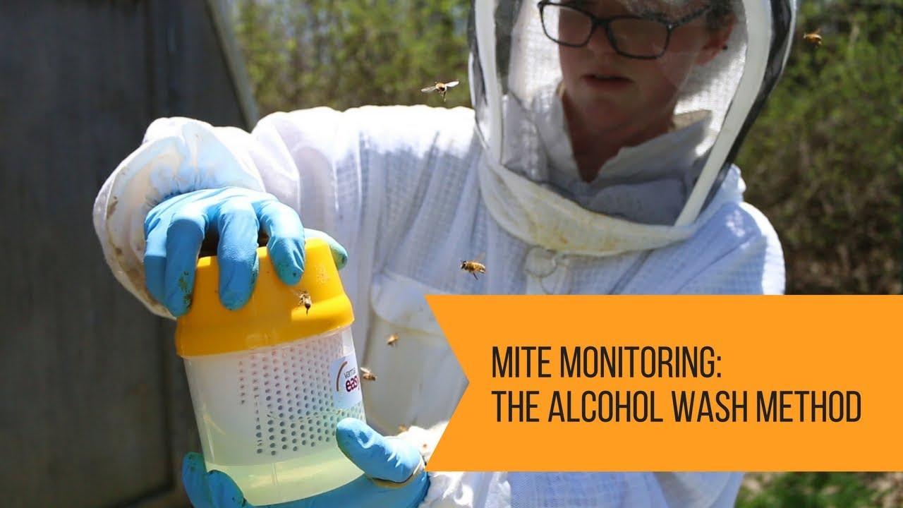 Mite Monitoring: The Alcohol Wash Method