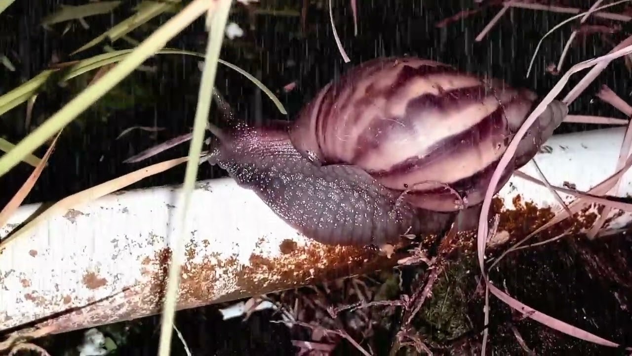 Rainy Night in the Garden: A Snail's Peaceful Journey