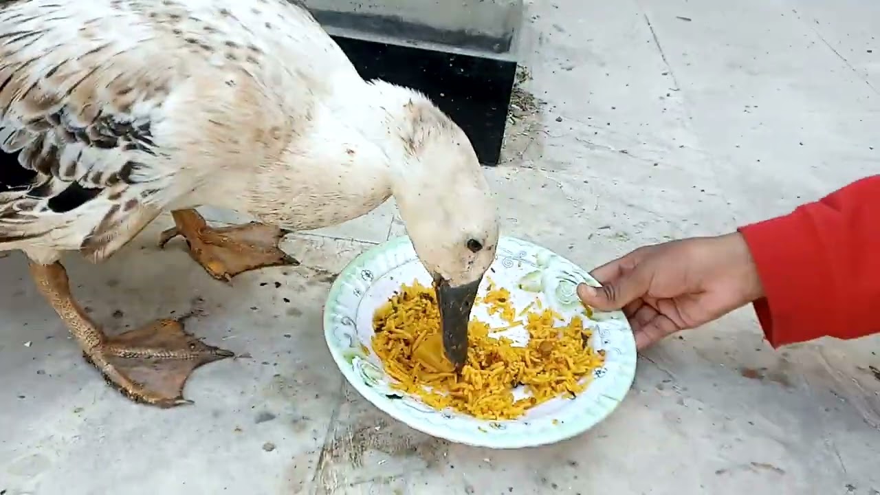 Ducks enjoy tomato...#foryou #duckfood #duck #duckdiet #trendingvideos