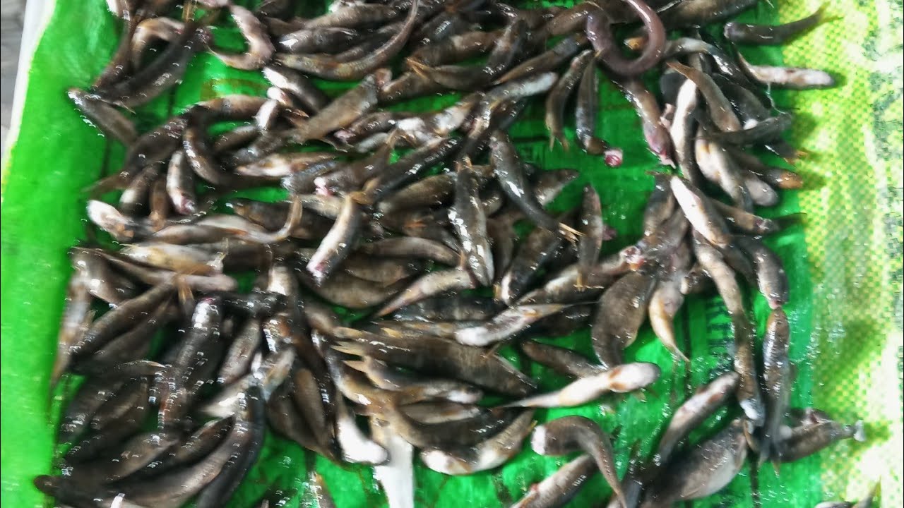 Now is the time for fishing (pator mas) 