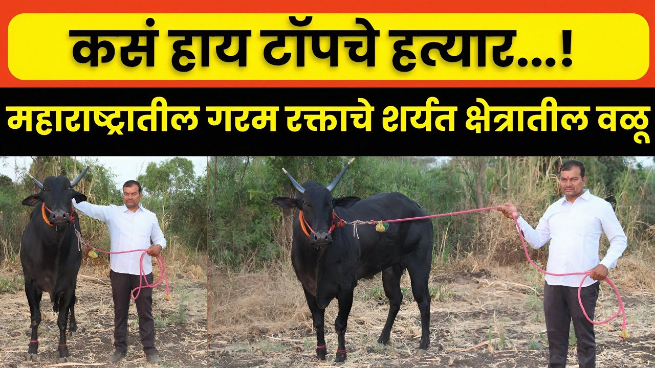 प्रविण फौजी अंगापूर यांच्या दावणीतील टॉपचे हत्यार..!शर्यत क्षेत्रातील महाराष्ट्रातील गरम रक्ताचे वळू