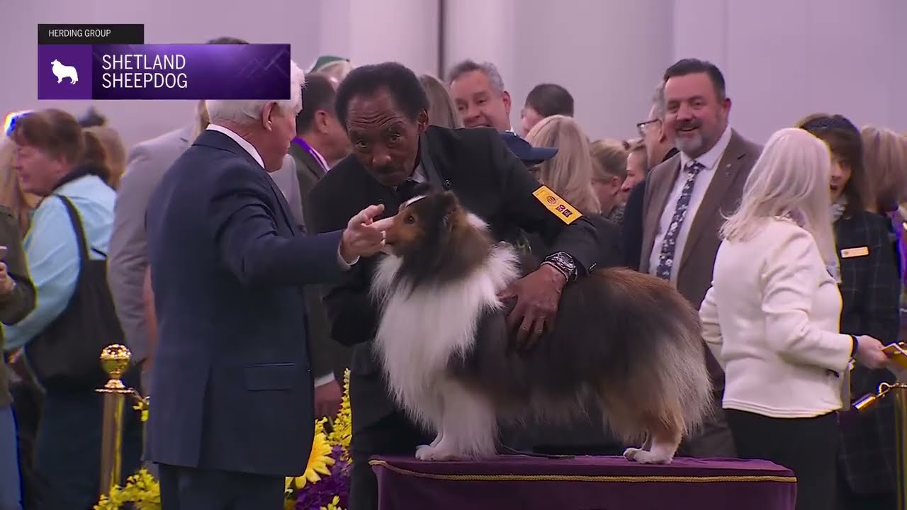 Shetland Sheepdogs | Breed Judging 2026
