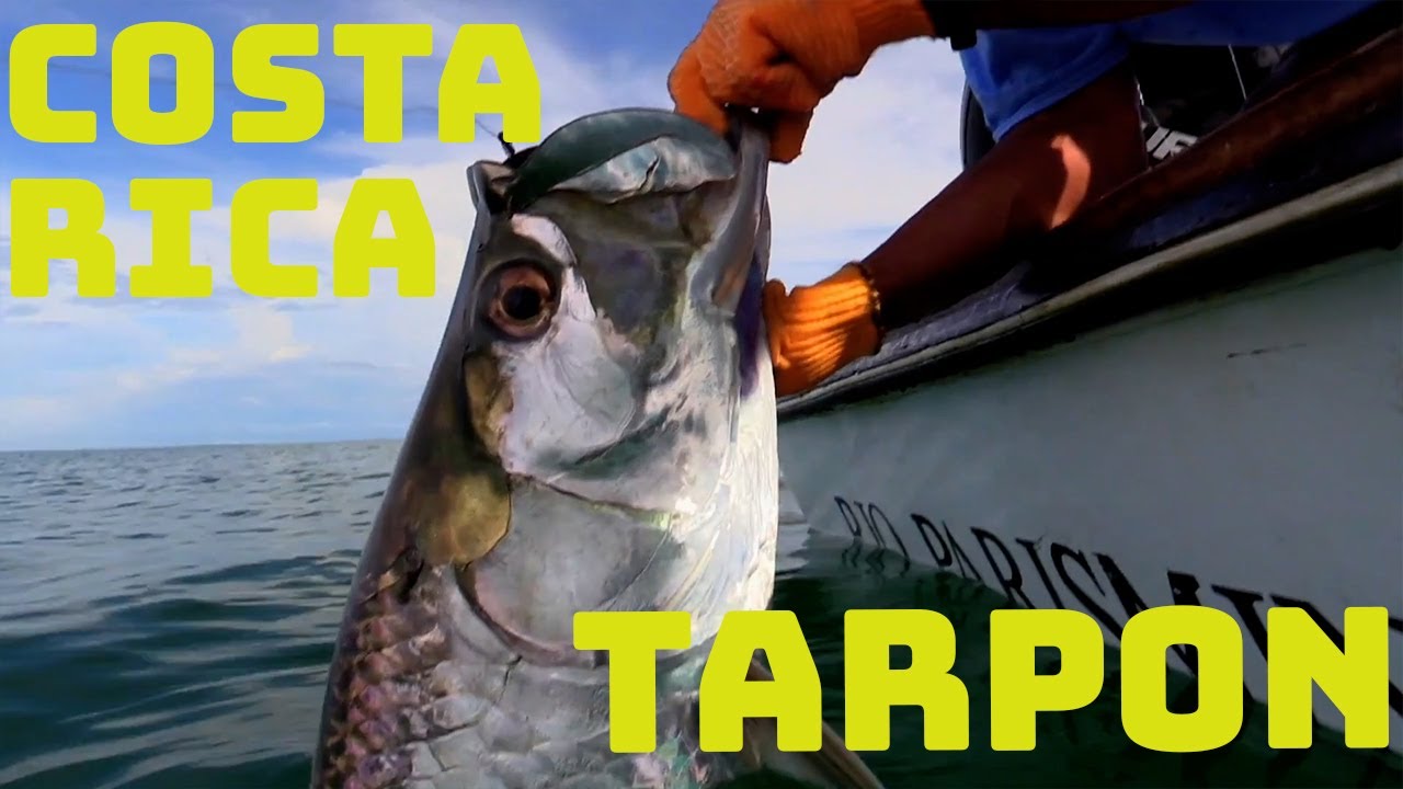 Tarpon Rio Parismina Lodge