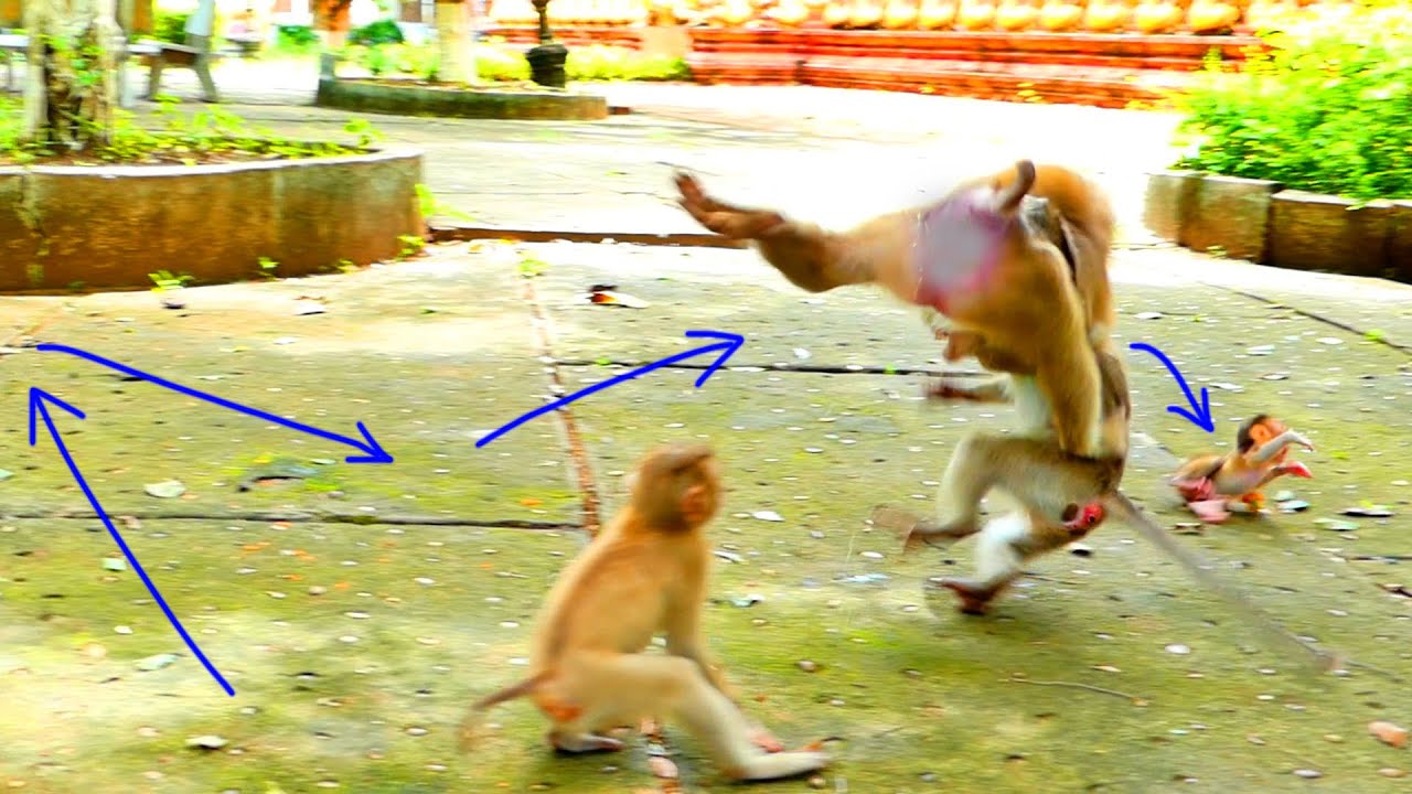 Rare and VIP clip....Very amazing that monkey SARIKA protect her baby monkey SARIKI like that.