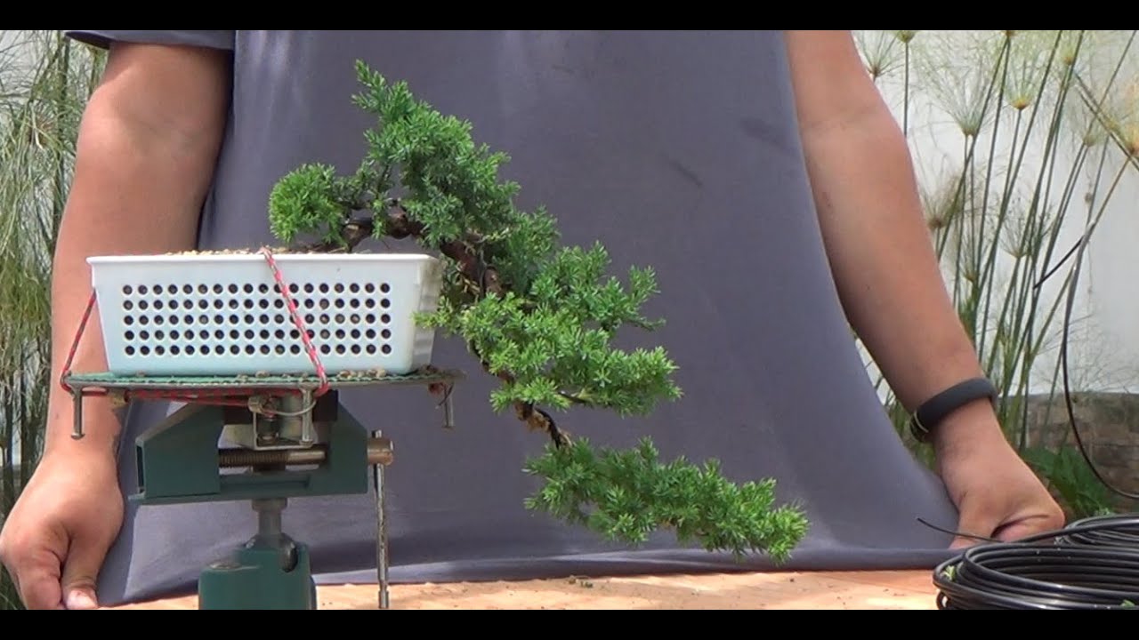 Bonsai Zero Sonare - Primer modelado kengai