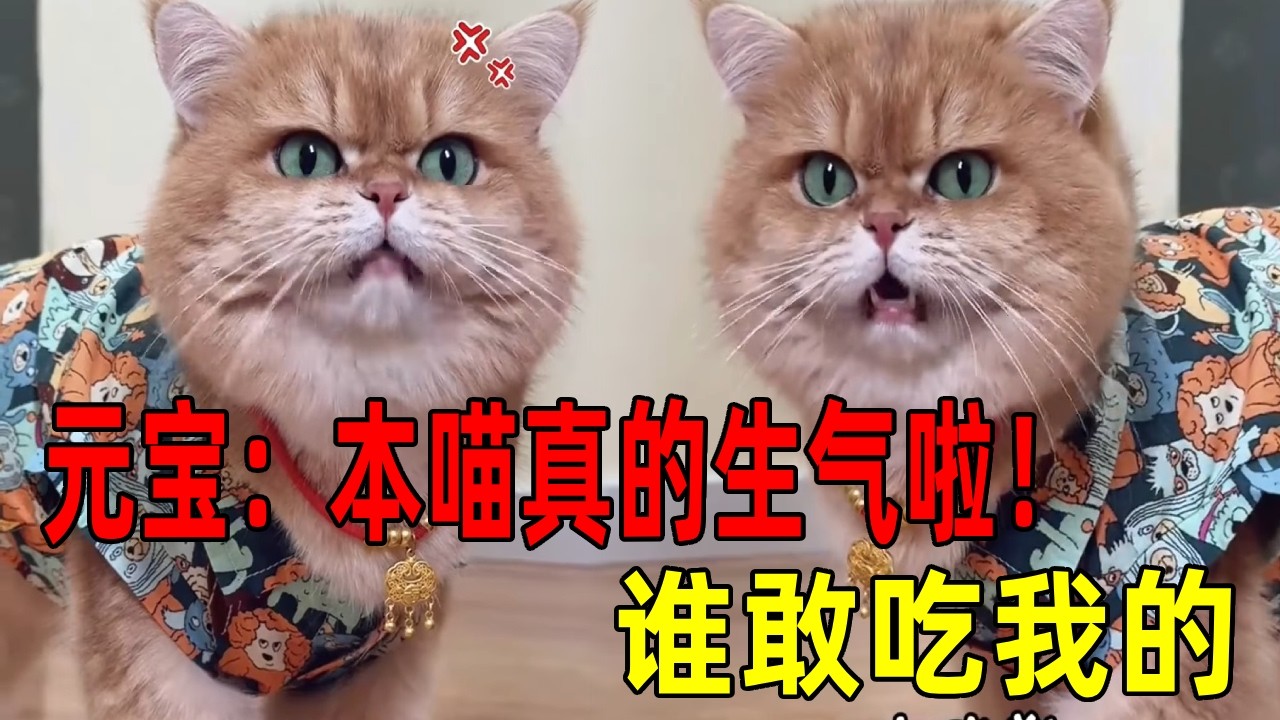 元宝:谁敢吃我的？！看我吐沫星子给他扇感冒了！ #话痨猫#猫里猫气 #吃货猫