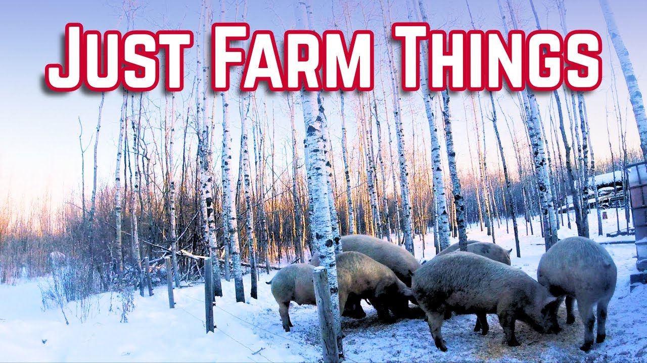 Solo Feeding the Farm in the Cold