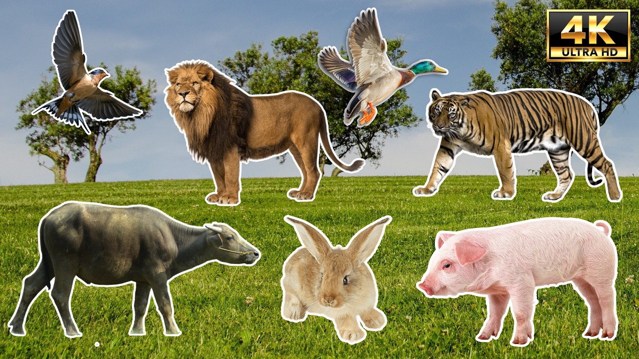 14 Minutes of 100 Animal Sounds & Names | 4K Educational Video