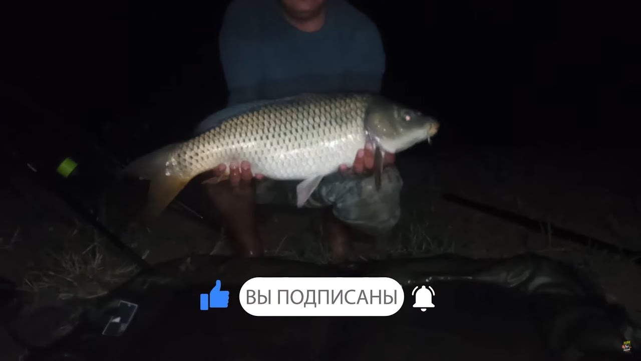 На этот корм клевали только монстры Карпы / Трофейная рыбалка