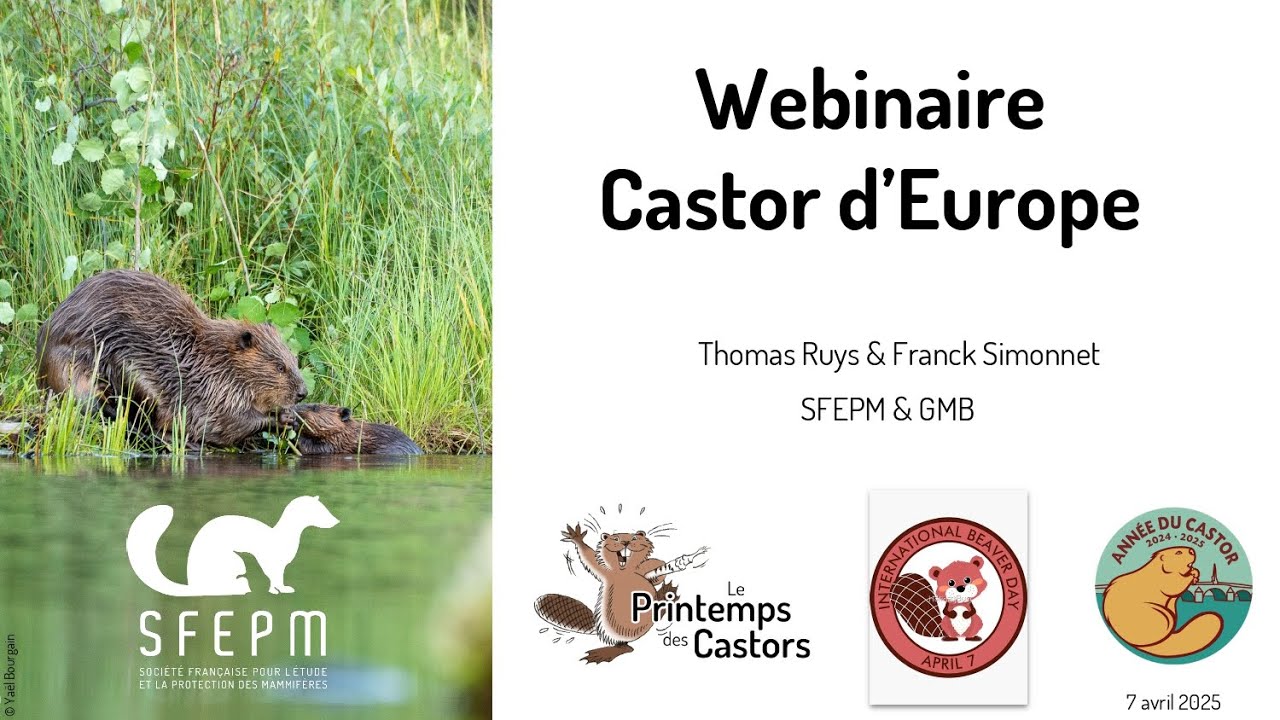 Webinaire 