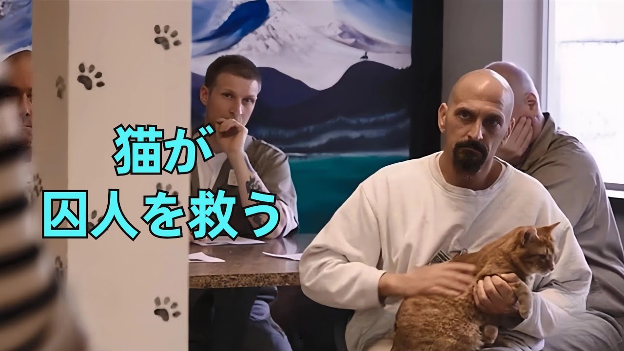 刑務所で猫飼育が許可され、何百人もの囚人が救われた｜実話
