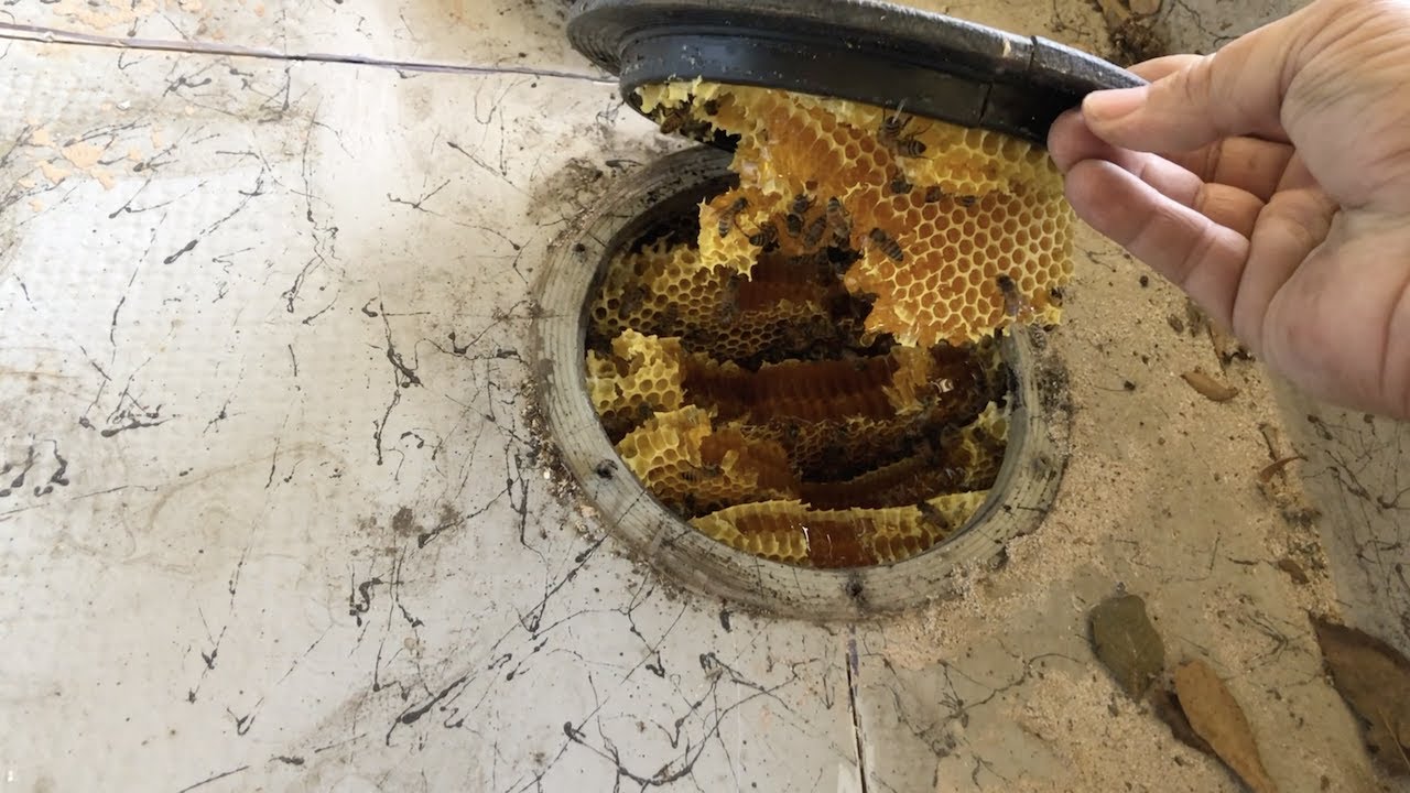 Bee Man Vs Bees In A Boat