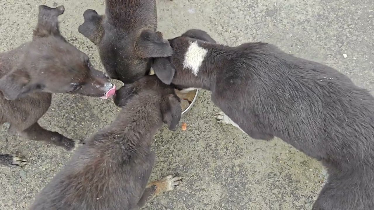 Cute puppies dudh Peete hue