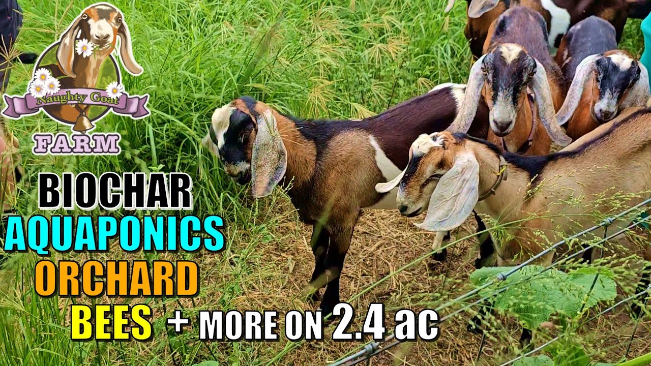 Permaculture Farm  on 2.4 acres - Aquaponics, Biochar, Self Sufficient Solar + More