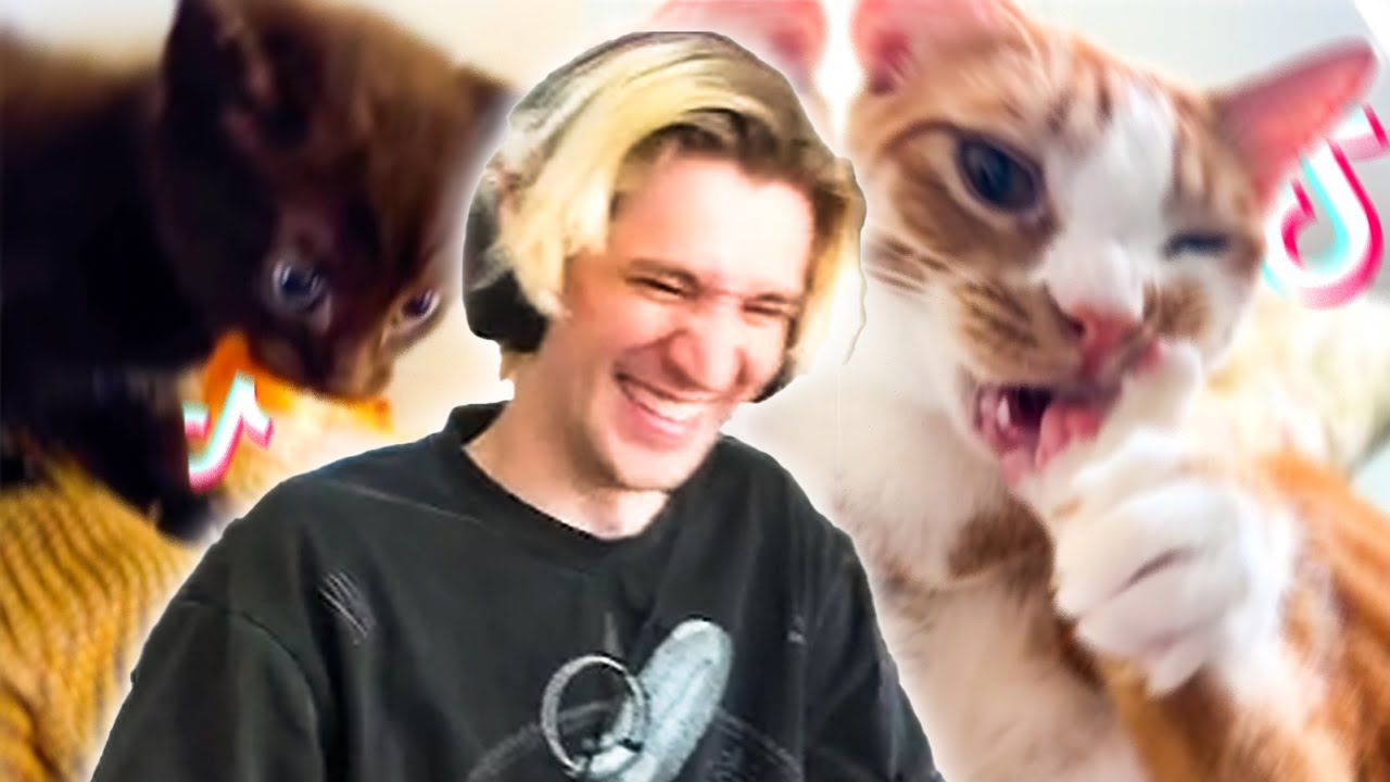 xQc Не могу справиться с этими милыми котиками из TikTok!
