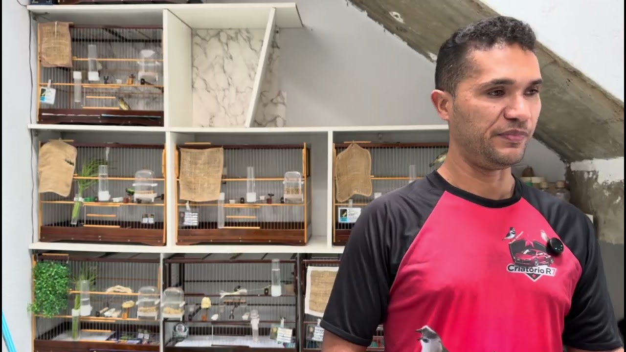 ￼ Qual o tamanho #ideal das gaiola #pra você #criar você #que escolhe#coleiro #aves #passaros 