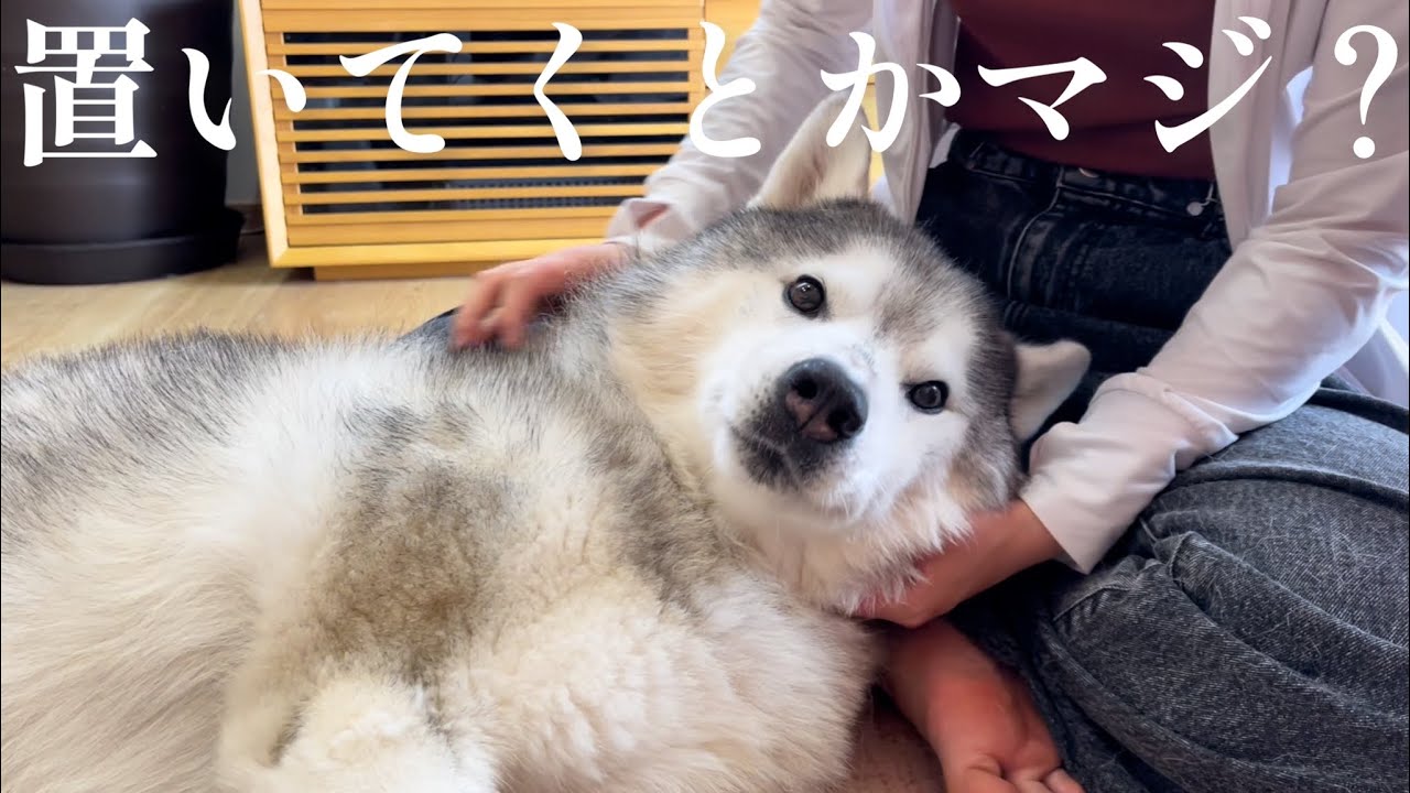 お留守番を察知して、怒りの食べカス擦り付けを姉にくらわすシベリアンハスキー