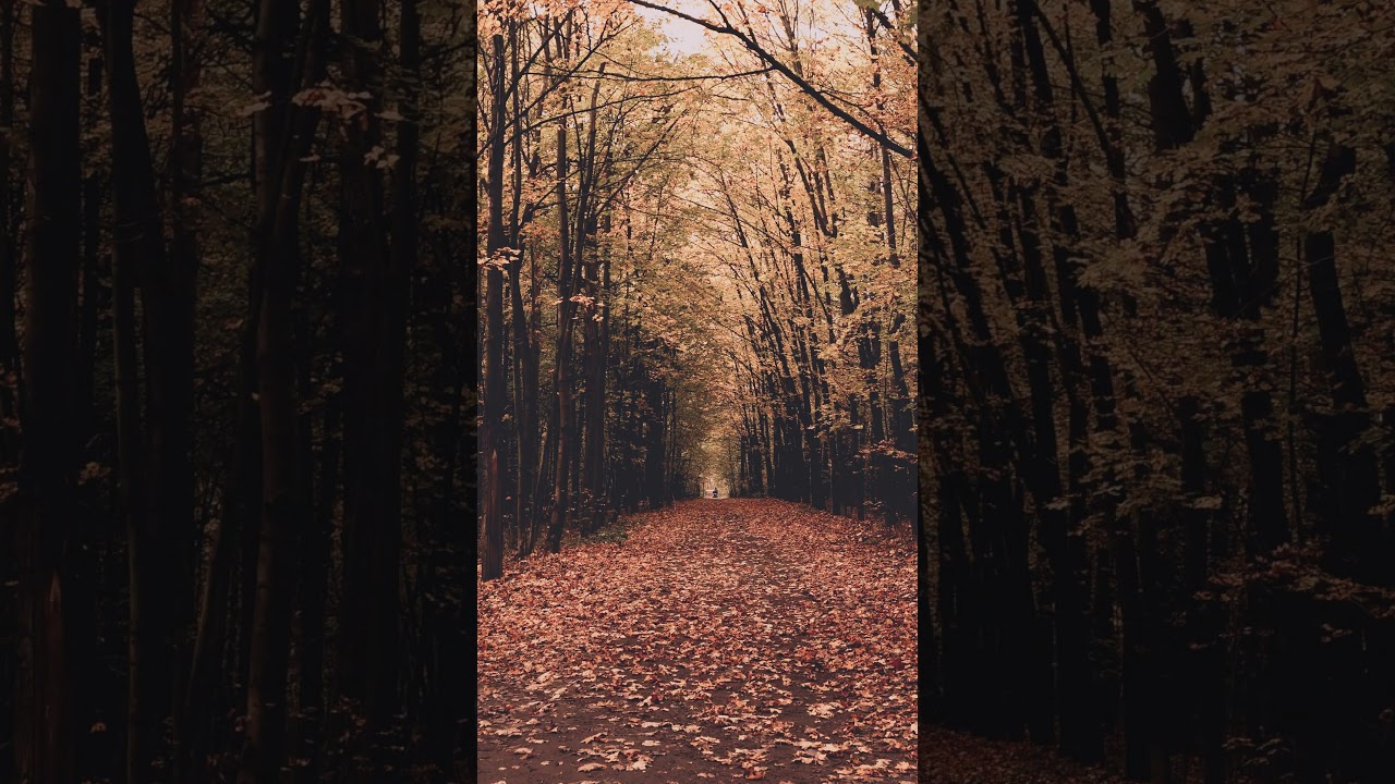Understanding Narcissism: Self-Love or Self-Obsession? #family #law #business