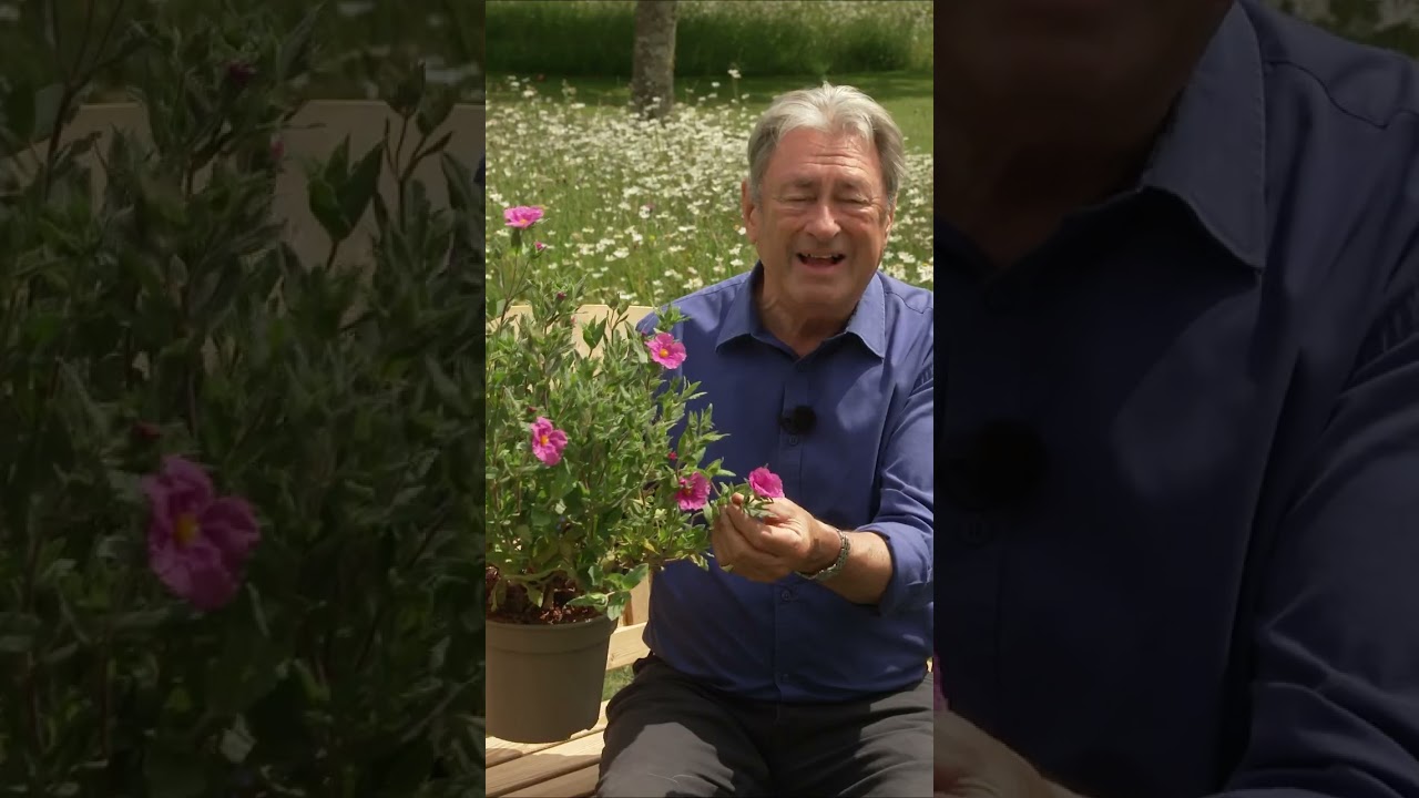 A Drought-Resistant Plants! ☀️ #gardening #savewater
