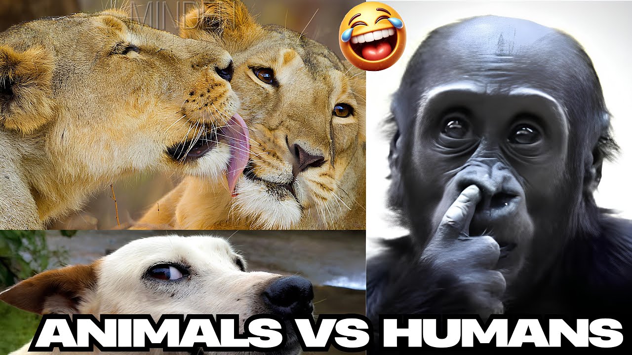 WHY ANIMALS ARE BETTER THAN HUMANS 😂 BEST ANIMAL MOMENTS #fyp #foryoupage #viral #animals