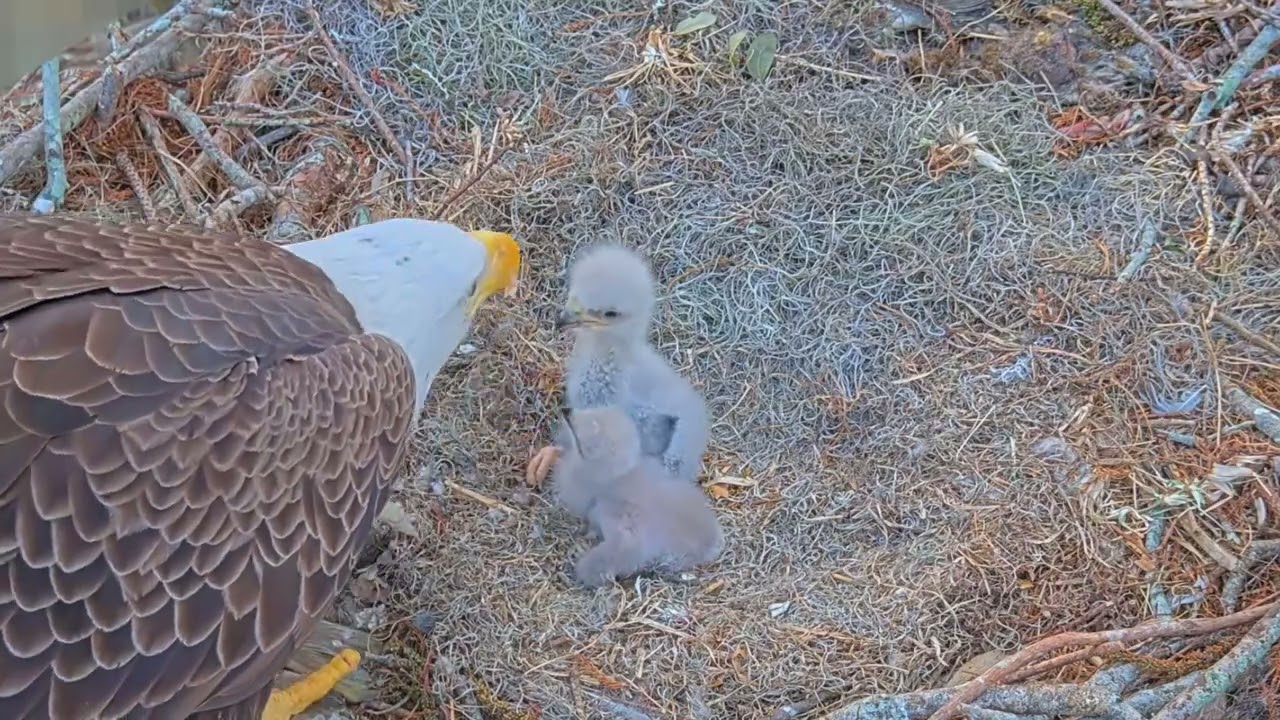 #baldeagle S03#P13 Review birds in nest with nature #birdslovers #birdsounds #birdsnest