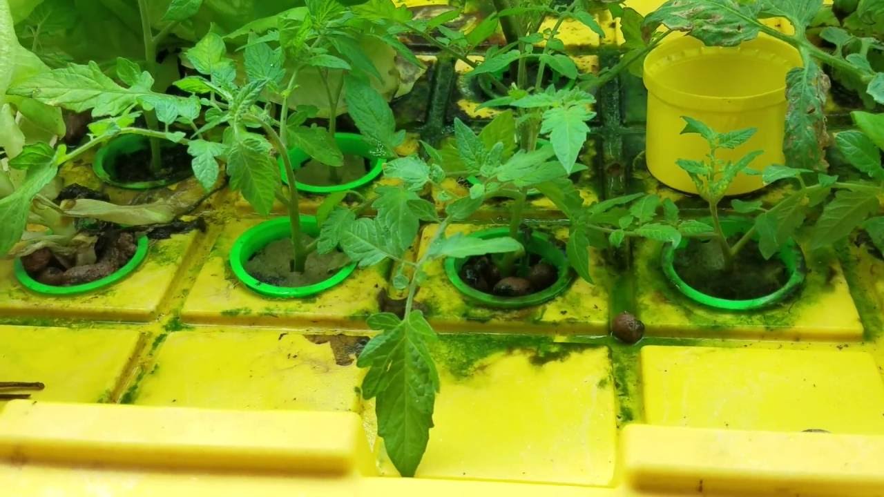 Over 150 Cucumbers in 6 square feet using hydroponics - NO PUMP!