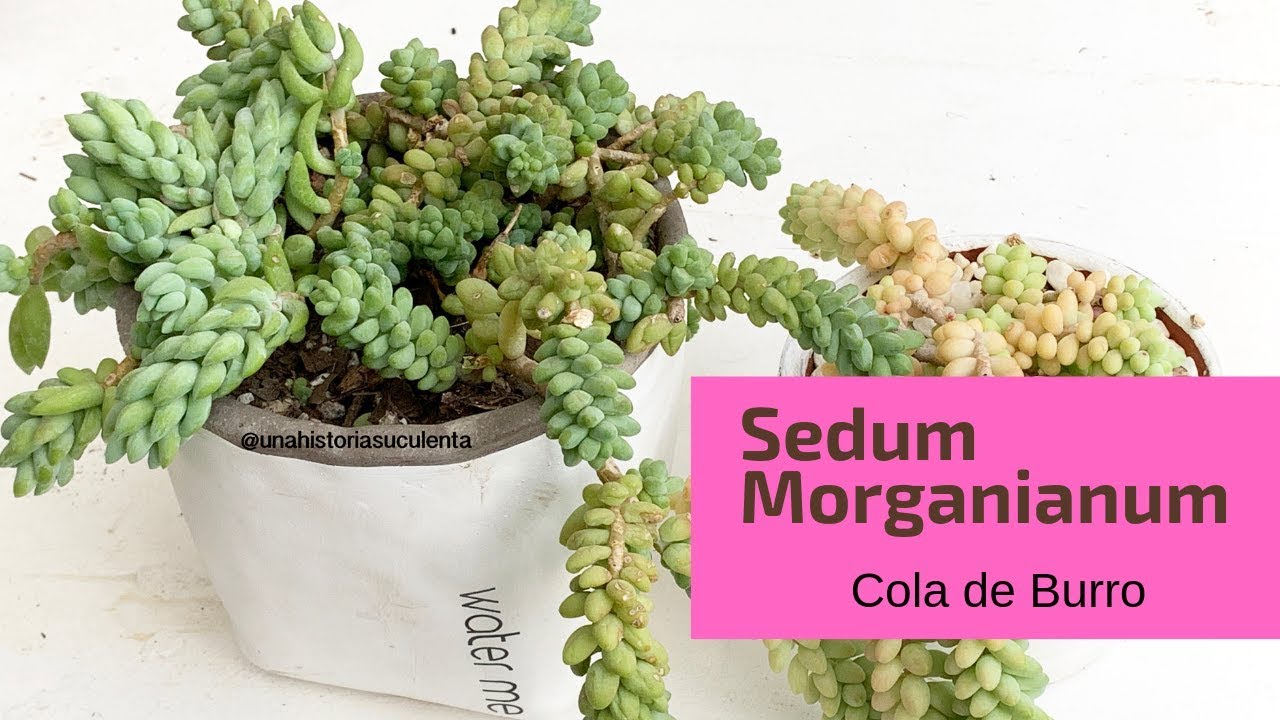 👩🏼‍🌾 Hablando de Sedum Morganianum 🌿 suculenta cola de burro