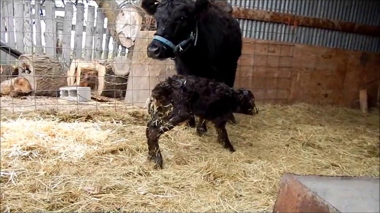 Dexter Heifer Giving Birth To First Calf