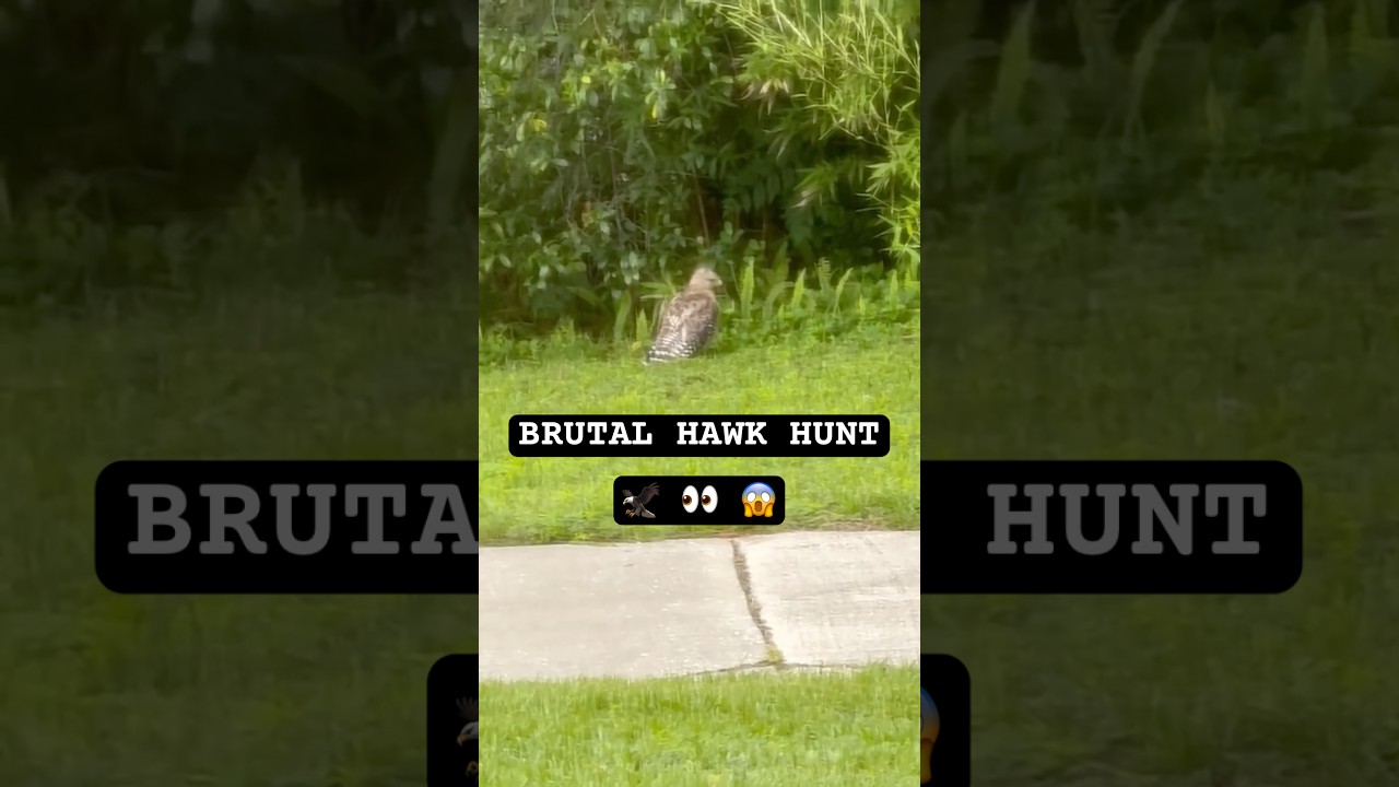 Raptors are INSANE! 😳 #survival #natureismetal #wild #hawks #predators #hunting #Nature #Animals