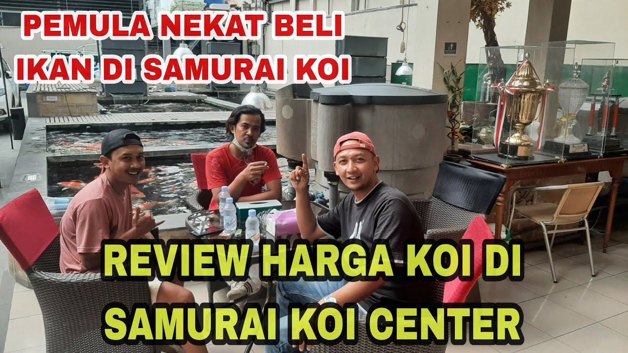 PEMULA BELI IKAN DI SAMURAI KOI CENTER ‼️REVIEW HARGA KOI DISANA