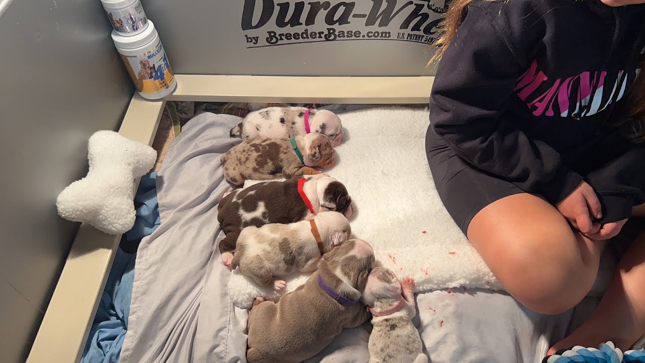 English Bulldog Puppies; Lilac Tri Merle English Bulldog Puppies