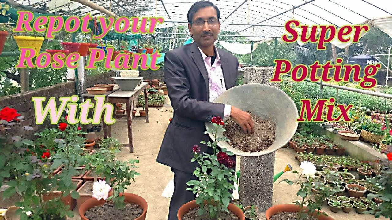 How to Repot your Rose Plant in SUPER POTTING MIX after Getting it from the Nursery.