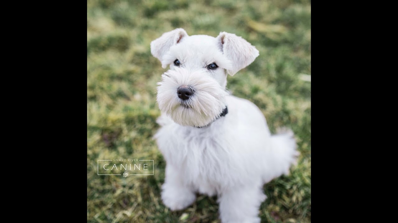 Scout is AWESOME and SO SMART!! Trained Schnauzer Puppy FOR SALE