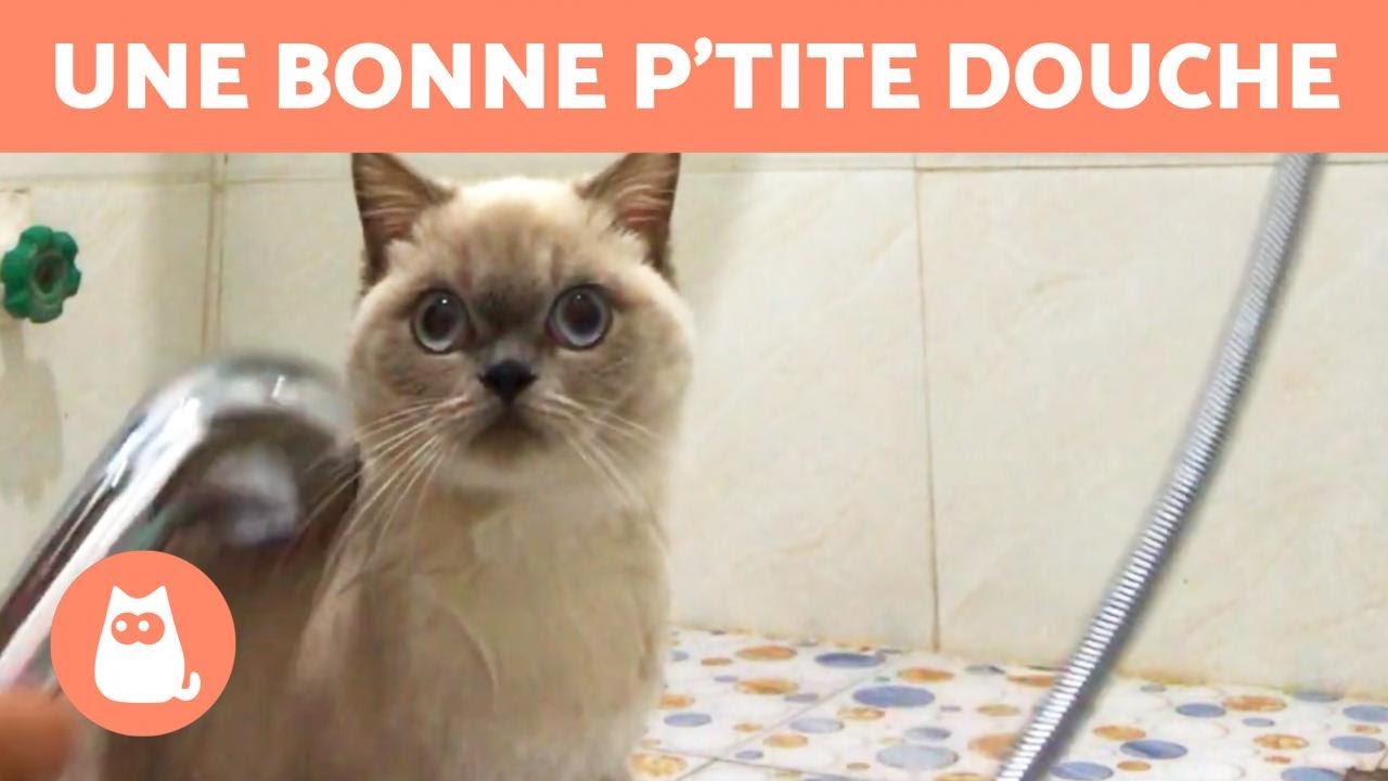 À quelle fréquence FAUT-IL LAVER un CHAT ? 🐱🚿 Découvrez-le !