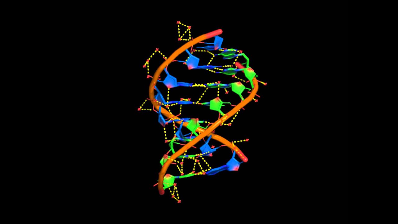 The A-DNA structure as shown by the d(ACGTACGT) duplex