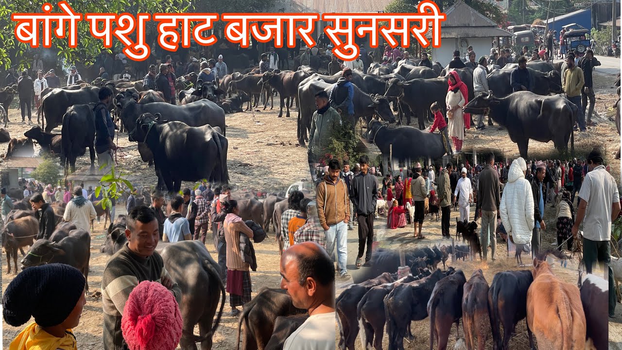 BANGE PASU HAT BAZAR SUNSARI,Buffalo market in Nepal,goat market in Nepal,cow market in nepal