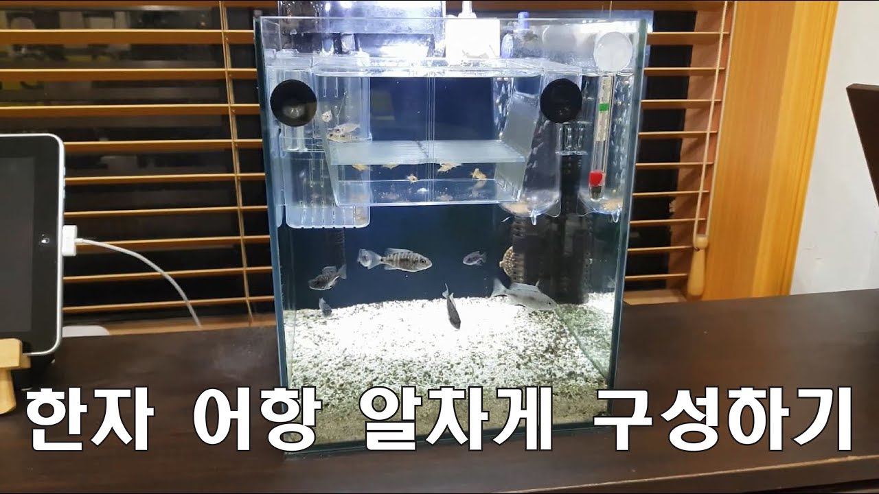 여러 세대의 열대어 치어들이 살고 있는 한자 어항