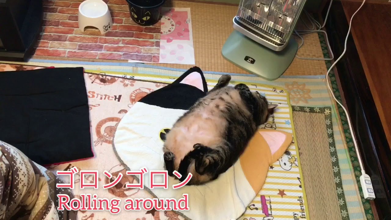 【桜】花見がしたいおデブ猫【Cherry Blossoms 】Fat cat that wants to the cherry blossoms