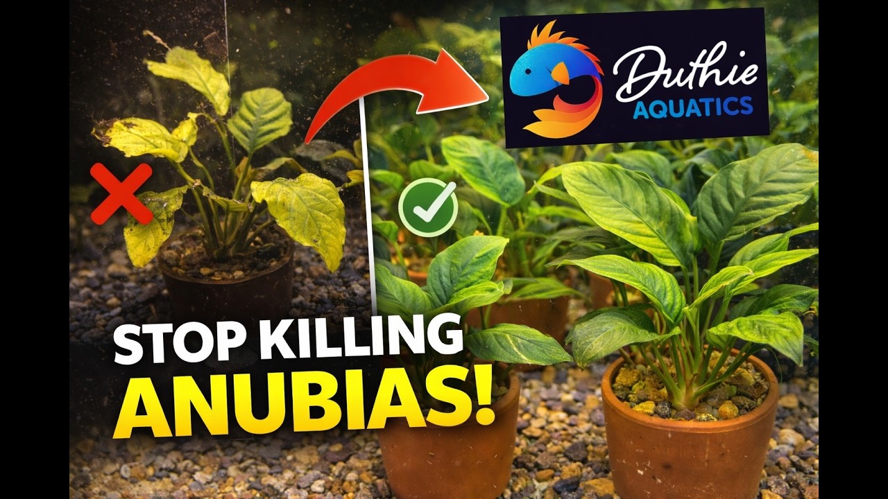 Why Your Anubias Isn’t Growing (And How to Fix It)