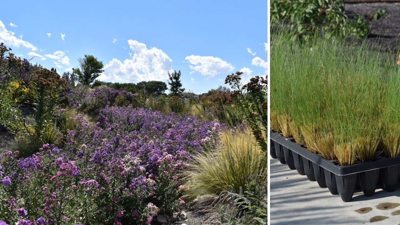 Bioswales: Mass Planting, Before & After