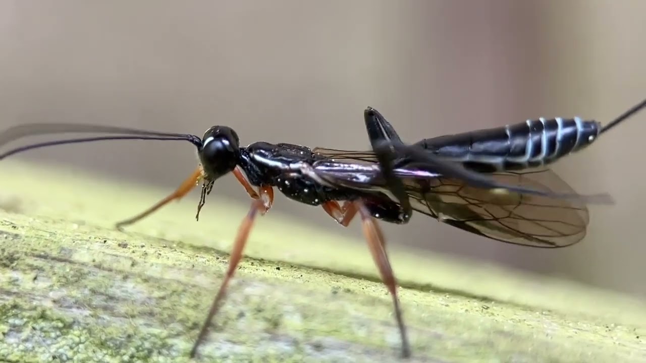 Ichneumonid Wasp (Xoridae)
