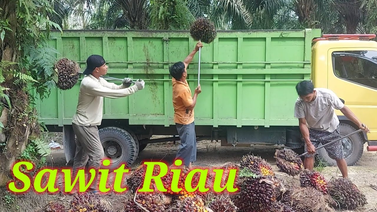 🟢Muat sawit Riau‼️dalam Hdl-136 ps‼️buahnya gila bangat‼️Riau ngga  ada lawan👍👍👍