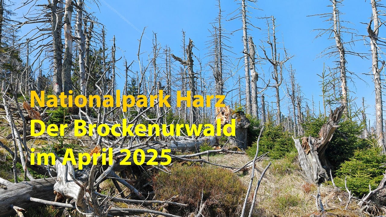 Der Brockenurwald im Nationalpark Harz