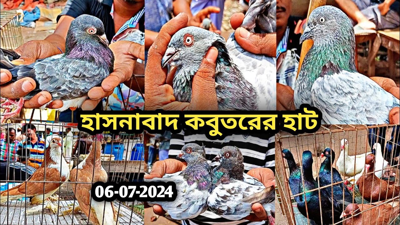 06-07-2024 হাসনাবাদ কবুতর হাট কেরানীগঞ্জ। হাসনাবাদ কবুতরের হাট। কমদামে কবুতর।কবুতর। Pigeons.kobutor