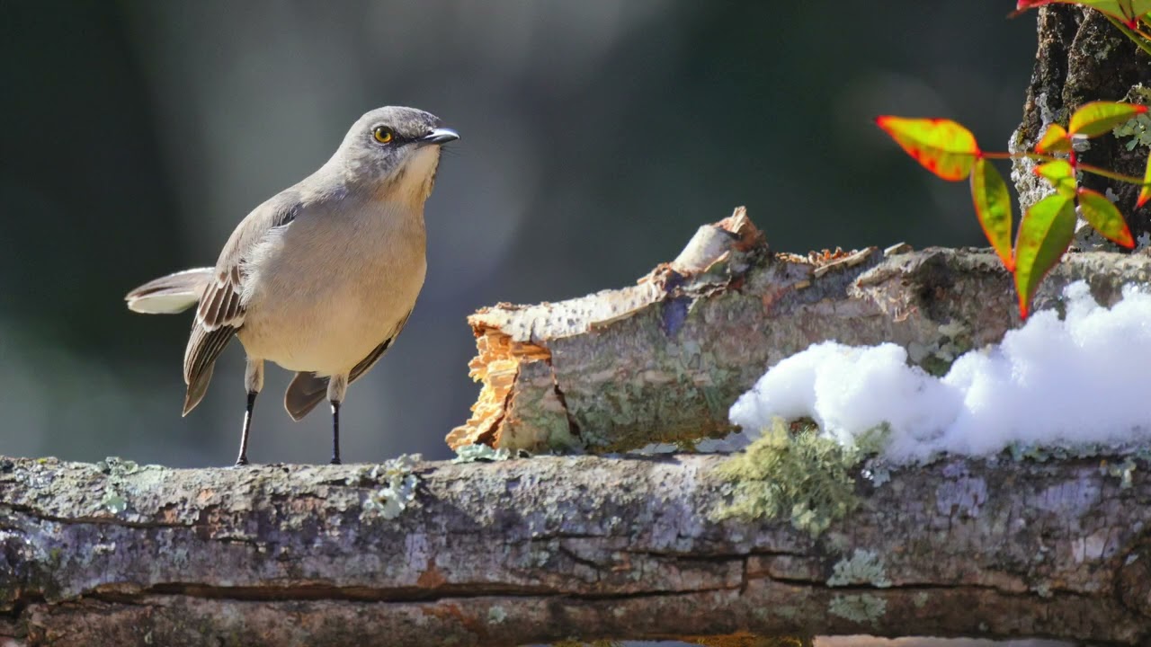 The sound of a northern mockingbird
